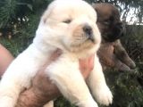 Chowchow Yavrularım Sağlık Ve Irk Garantilid
