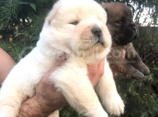 Chowchow Yavrularım Sağlık Ve Irk Garantilid görsel