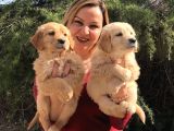 Mükemmel Golden Retriever Yavrularımız