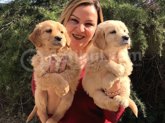 Mükemmel Golden Retriever Yavrularımız görsel
