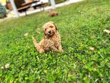 Tarçın Toy Poodle Yavrusu
