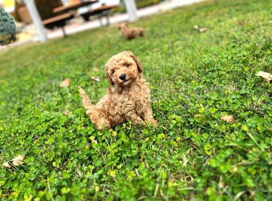Tarçın Toy Poodle Yavrusu görsel