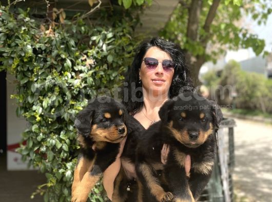 Rotweiller Yavrularım Sağlık Ve Irk Garantili görsel