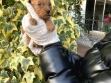 Toy poodle yavrularım sağlık ve ırk garantili