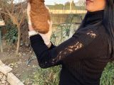 Toy Poodle Yavrularım Sağlık Ve Irk Garantili