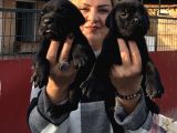 Devasa muhteşem cane corso yavrularımız