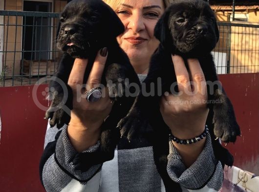 Devasa muhteşem cane corso yavrularımız