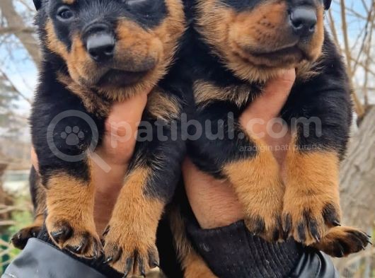 Rottweiler Yavrular görsel