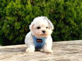 Sevimli Maltese Bebeklerimiz