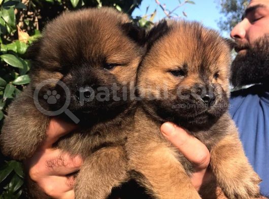 Chowchow Yavrularım Sağlık Ve Irk Garantilid görsel