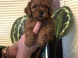 Efsane Toy Poodle Yavrularımız