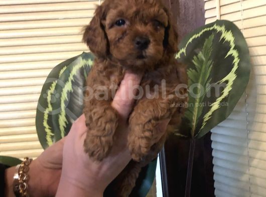 Efsane Toy Poodle Yavrularımız