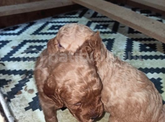Cocker Yavrular görsel