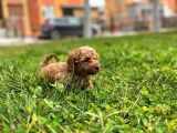 Tarçın Toy Poodle Yavrusu