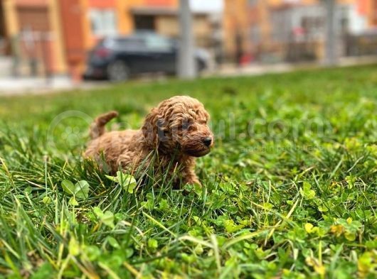 Tarçın Toy Poodle Yavrusu görsel