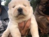 Chowchow yavrularım sağlık ve ırk garantilid
