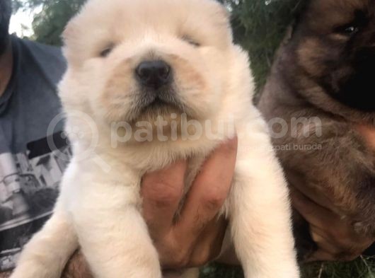 Chowchow Yavrularım Sağlık Ve Irk Garantilid