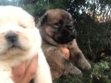 Chowchow Yavrularım Sağlık Ve Irk Garantilid