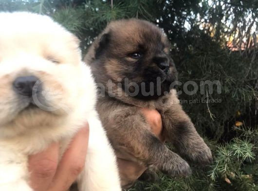 Chowchow Yavrularım Sağlık Ve Irk Garantilid görsel