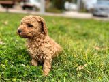 Tarçın Toy Poodle Yavrusu