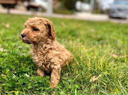 Tarçın Toy Poodle Yavrusu