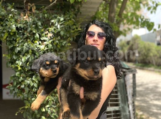Rotweiller Yavrularım Sağlık Ve Irk Garantili görsel