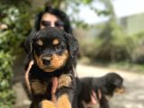 Rotweiller Yavrularım Sağlık Ve Irk Garantili