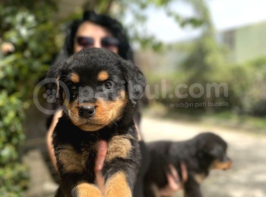 Rotweiller Yavrularım Sağlık Ve Irk Garantili görsel
