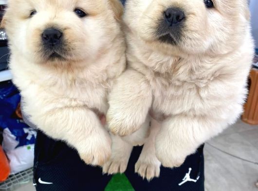 Chowchow Yavrularım Sağlık Ve Irk Garantilid görsel