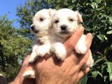 Kar Beyaz Maltese Terrier Yavrularımız