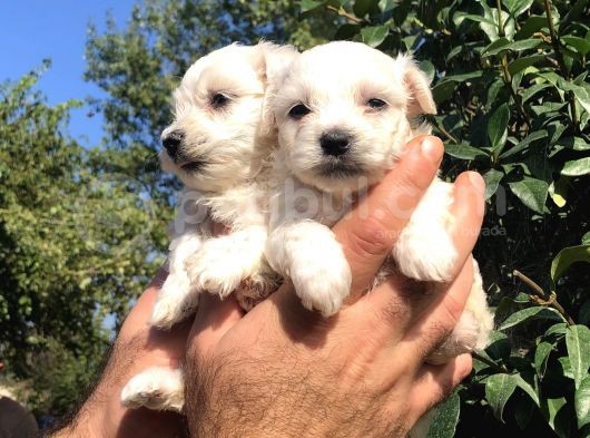 Kar Beyaz Maltese Terrier Yavrularımız görsel