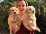 Mükemmel golden Retriever Yavrularımız
