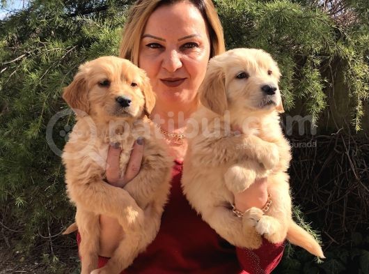 Mükemmel golden Retriever Yavrularımız