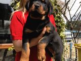 Macar koca kafa Rottweiler Yavrularımız