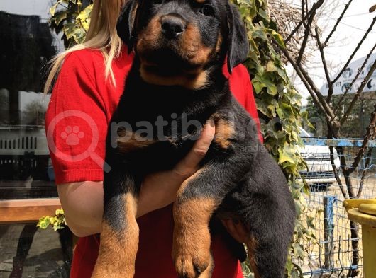 Macar Koca Kafa Rottweiler Yavrularımız