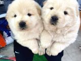 Chowchow Yavrularım Sağlık Ve Irk Garantilid