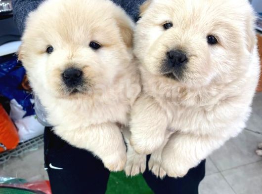Chowchow Yavrularım Sağlık Ve Irk Garantilid görsel