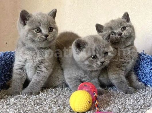 Safkan Bri̇ti̇sh Shorthai̇r Yavrularimiz