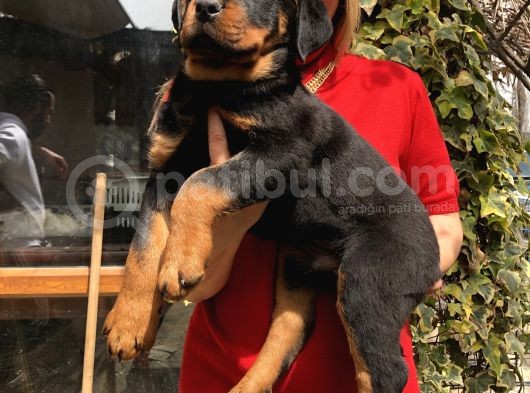 Macar Koca Kafa Rottweiler Yavrularımız görsel