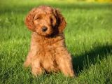 Dev Boy Labradoodle Bebekleri̇mi̇z