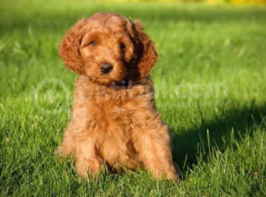 Dev Boy Labradoodle Bebekleri̇mi̇z görsel