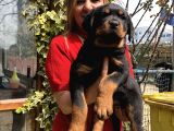 Macar Koca Kafa Rottweiler Yavrularımız