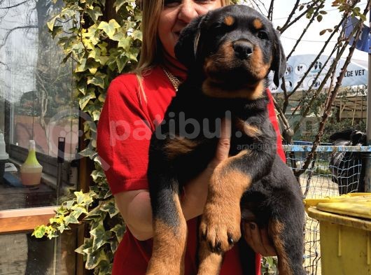Macar Koca Kafa Rottweiler Yavrularımız görsel