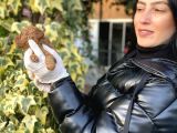 Toy Poodle Yavrularım Sağlık Ve Irk Garantili