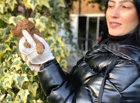 Toy Poodle Yavrularım Sağlık Ve Irk Garantili görsel