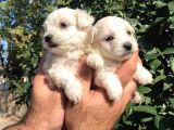 Kar Beyaz Maltese Terrier Yavrularımız