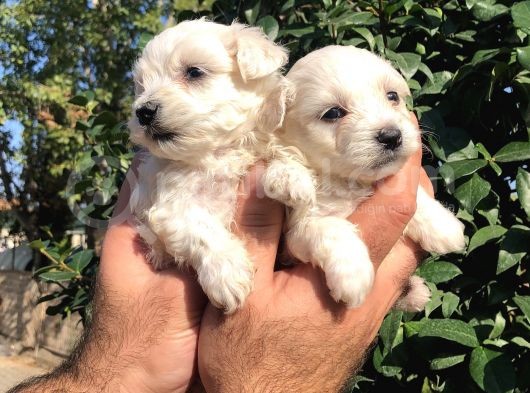 Kar Beyaz Maltese Terrier Yavrularımız görsel