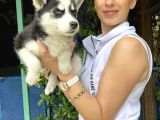 Mavi Gözlü Husky Yavrularım Sağlık Ve Irk Garantilidir