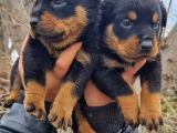 Rottweiler Yavrular