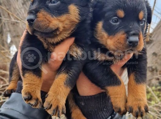 Rottweiler Yavrular görsel